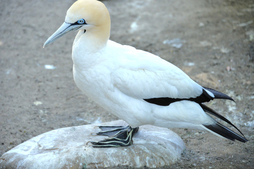 World of Birds Wildlife Sanctuary.